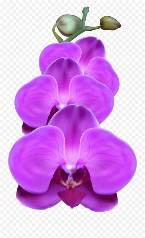 Transparent Png Clipart Free Purple Orchids Transparent Background
