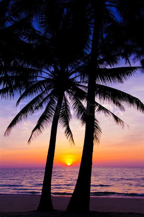 Sunset Landscape Beach Sunset Palm Trees Silhouette On