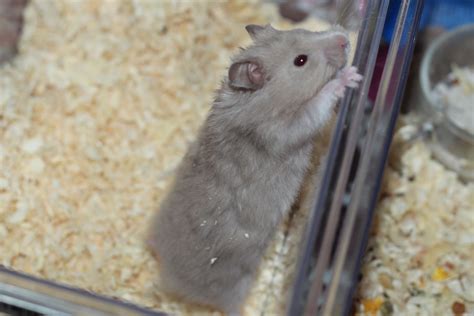 Grey Syrian Hamster Syrian Hamster Hamster Baby Hamster