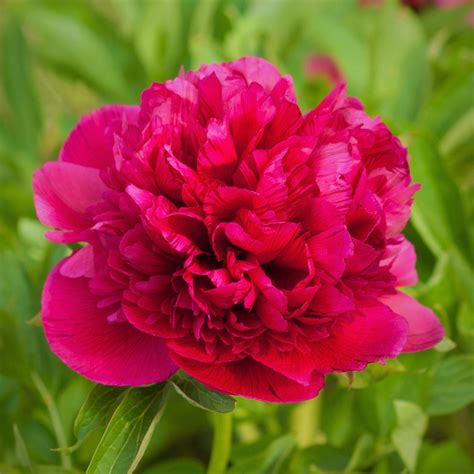 Romantic Red Peony Flower Crown Sevilla Lanueva