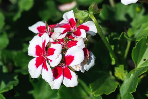 Annual Geraniums Plant Care And Growing Guide