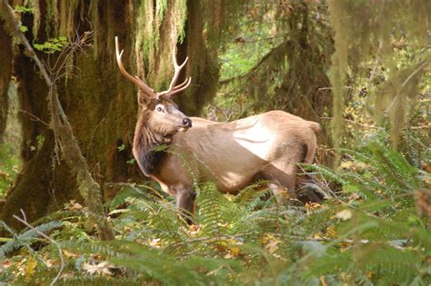 Free Images Landscape Nature Forest Prairie Game Wildlife Wild