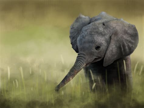 Animal African Bush Elephant 4k Ultra Hd Wallpaper By Will Roberts