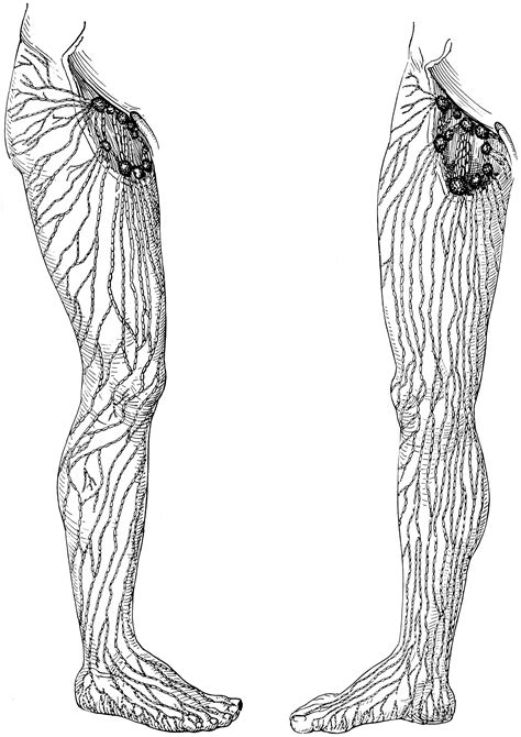 Superficial Lymphatics And Vessels And Nodes Of The Legs Clipart Etc