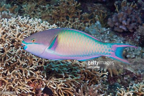 Parrotfish Stock Photos And Pictures Getty Images
