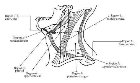 Evaluation Of Reliability Of Ultrasonographic Parameters In