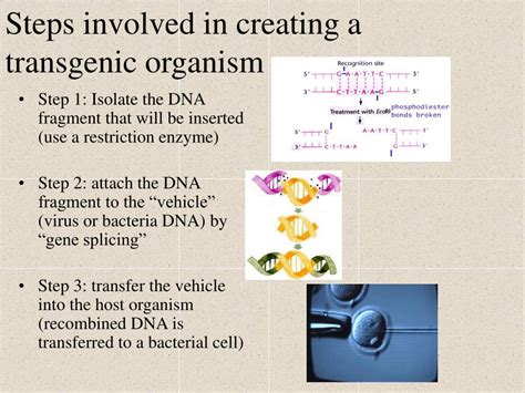 Transgenic organisms contain foreign dna that has been introduced using biotechnology. PPT - Genetic Technology PowerPoint Presentation, free download - ID:1475201
