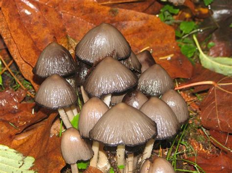 138 Best Mushrooms Mostly Pacific Nw Images On Pinterest