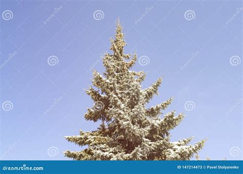 Winter Fir Tree Against The Sky Stock Image Image Of Evergreen