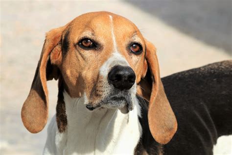American Fox Hound Free Stock Photo Public Domain Pictures