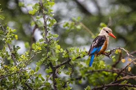 Tanzania Bird Watching And Wildlife Holidays Birds