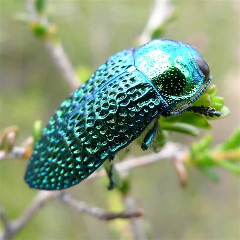 Learn About Nature Jewel Beetles Learn About Nature