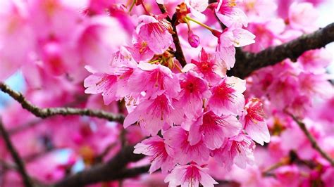 Pink Cherry Blossom Wallpaper Hd Cute Wallpapers 2024 Cherry Blossom Images Beautiful