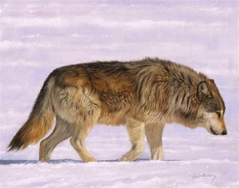 Grey Wolf By David Stribbling In 2022 Wolf Art Print Animal