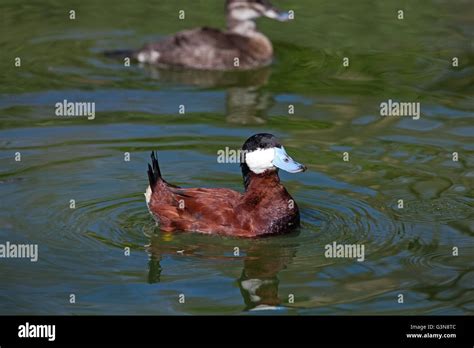 North American Ducks Hi Res Stock Photography And Images Alamy