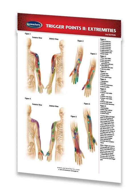 Foot Trigger Points Chart