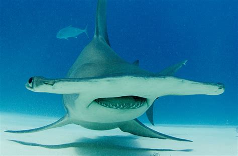 New Study Shows Hammerhead Sharks Swim Sideways Saving
