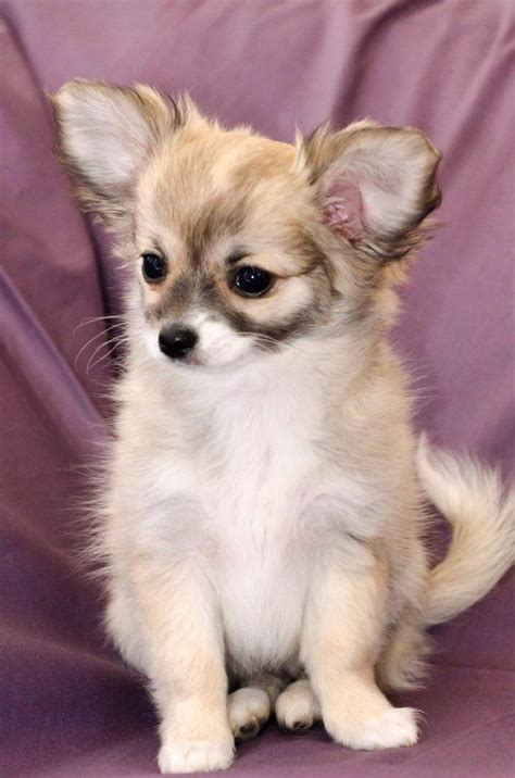 Chihuahua Puppies For Sale Ireland Pets Lovers