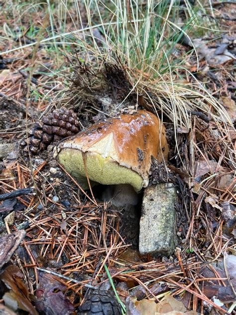 Yellow Boletus Mushroom Stock Image Image Of Yellow 184704859