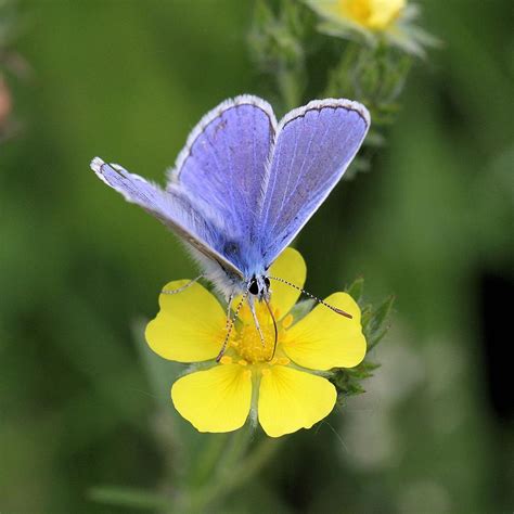 It was just laying in the grass. European Common Blue Butterfly On Yellow Flower Photograph ...