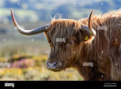 Single Highland Cattle In Dartmoor National Park Stock Photo Alamy