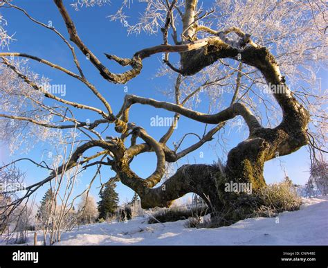 Common Beech Fagus Sylvatica Bizarrely Shaped Treeat The Kahlen