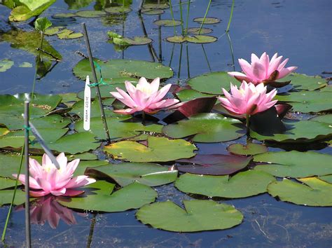 Transporting An Aquarium Into A Water Lily