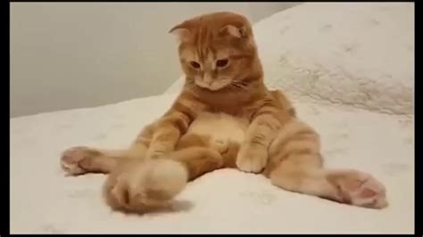 ТОП 5 лучшие видео про кота Смешной кот Youtube