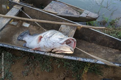 Caught Big Fish Lies In A Fishing Boat Niger River Niger Stockfotos