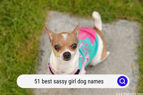 51 Best Sassy Girl Dog Names 2024 Oodle Life