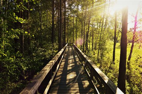 Free Images Tree Nature Forest Track Sunset Bridge Sunlight