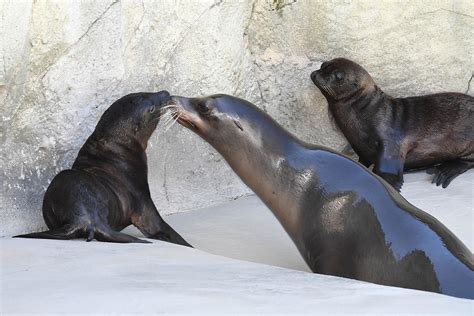 2 California Sea Lion Pups Debut At Brookfield Zoo Chicago Tonight Wttw