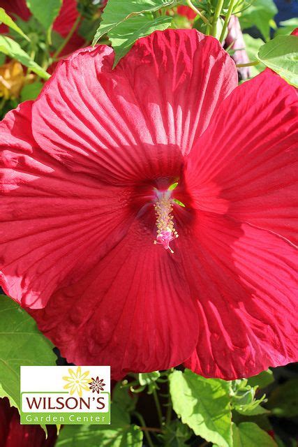 Pin By Wilsons Garden Center On Perennials Sun Loving Pinterest