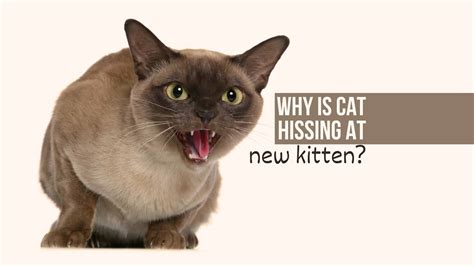 4 Reasons Why Is Cat Hissing At New Kitten And How To Solve