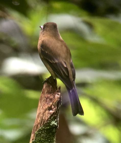 Sunshinecoastbirds Western Panama And Chiriqui Highlands