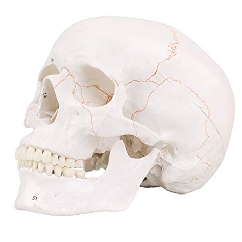 Lyou Human Skull Model With Newest Laser Etched Fonts Life Size Adult