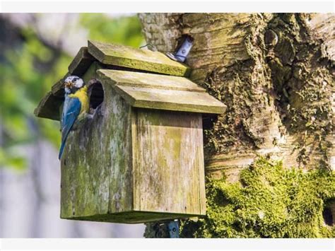 Ebay  vögel im garten  bild, ölbild. Ein Garten für Vögel und Nützlinge | Vögel im garten ...