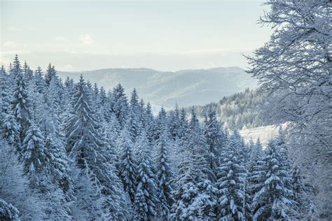 무료 이미지 숲 황야 분기 서리 산맥 날씨 전나무 시즌 산등성이 겨울 풍경 가문비 첫 눈 동결 산속의