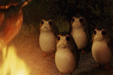 Every Porg In Star Wars The Last Jedi Ranked From Dorky To Adorable Photos