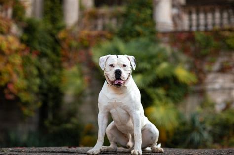 American Bulldog Boxer How Big Do They Get