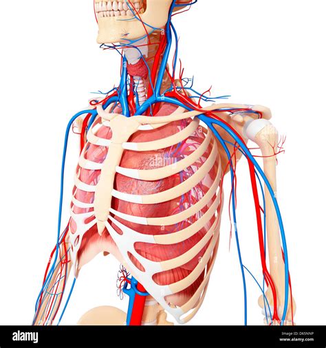Chest Anatomy Hi Res Stock Photography And Images Alamy