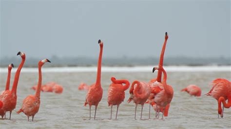Pink Flamingo Mexico Wildlife Birds 16 Stock Footage Videohive