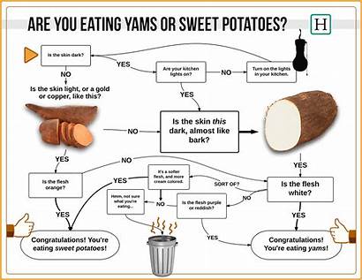 Yam Sweet Potato Yams Potatoes Root Vegetables
