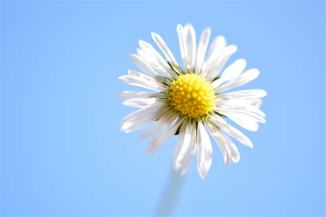 Wallpaper Sky Petals Blossom Daisy Flower Flora Petal