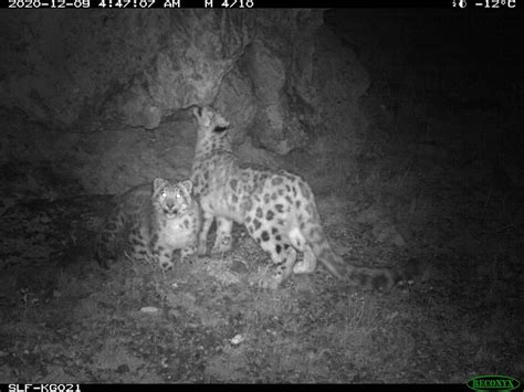 Snow Leopard Foundation In Kyrgyzstan Home