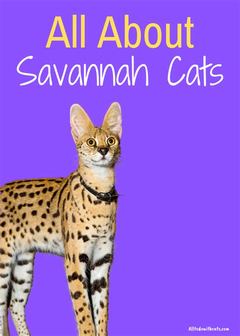 The Truth About Savannah Cats And If They Make Good Pets Savannah Cat