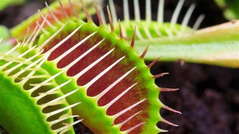 Plantas Carnívoras En Casa ¿te Animas Agromática