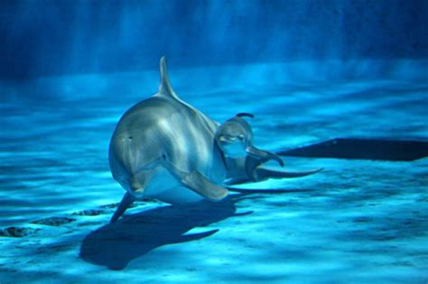 Seaworlds Cute Baby Dolphin