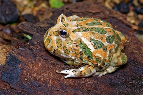 Pacman Frog Morphs Discover The 40 Types A Z Animals