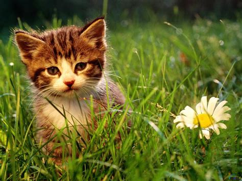 Free Cat Wallpapers And Screensavers Wallpapersafari